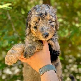 Jasmine - Blue merle female Aussiedoodle puppy in Upper Lake, California from Redwood Aussiedoodles