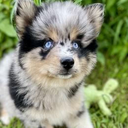 Pomeranian and Pomsky Puppies from Stacey Venable