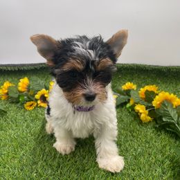 Georgette-3250 AKC - Black tan and white female Biewer Terrier puppy in Douglas, Georgia from Heartland small breeds