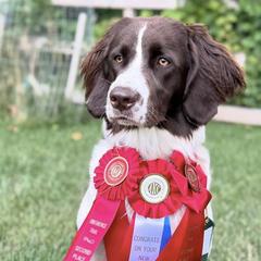 Drentsche Patrijshonds from Good Omens Drents