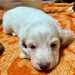 Beau - Piebald male Dachshund puppy in Cypress, Texas from Cypress Dachshunds
