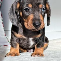 Whiskey - Dapple male Dachshund puppy in Callahan, Florida from Little Foot Kennels