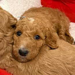Corra - blue collar - Apricot female Goldendoodle puppy in Puyallup, Washington from Dawnie’s Doodles