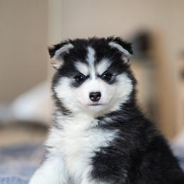 Sydney - Black and white female Pomsky puppy in San Mateo, California from The Pomsky Garden