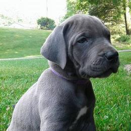 Great Danes from Danes of Dundee