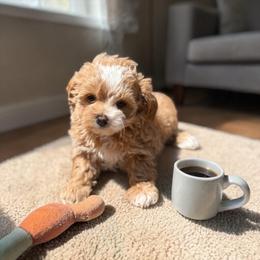 Riley - Apricot female Yorkipoo puppy in Oakland, Kentucky from Imperial Dogs