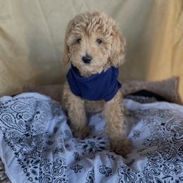 Goldendoodle, Maltipoo, and Poodle Puppies from Winchester Hills Poodles and Doodles