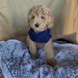 Goldendoodle, Maltipoo, and Poodle Puppies from Winchester Hills Poodles and Doodles