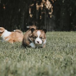 American Corgi and Pembroke Welsh Corgi Puppies from Witch Creek Corgis