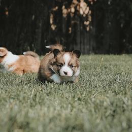 American Corgi and Pembroke Welsh Corgi Puppies from Witch Creek Corgis