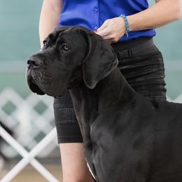 Nova - Great Dane