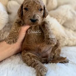 Luke - Red  male Goldendoodle puppy in Gilbert, Arizona from Doodle Bliss