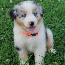 Australian Shepherd Puppies from Adams Family Aussies