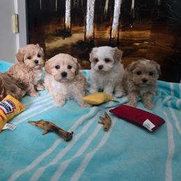 Maltipoo puppies from Mt.BakerPoodles&Doodles