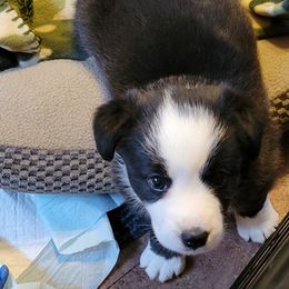 Cardigan Welsh Corgi Puppies from Dragonfly Cardigan Welsh Corgis