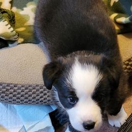 Cardigan Welsh Corgi Puppies from Dragonfly Cardigan Welsh Corgis