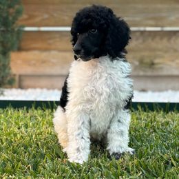 Poodle puppies from Scarlett Rose Ranch Poodles
