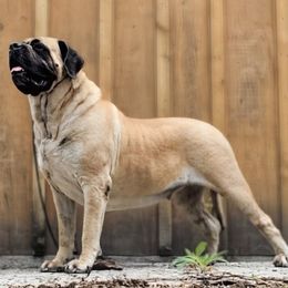 Mastiff puppies from Riddermark kennel
