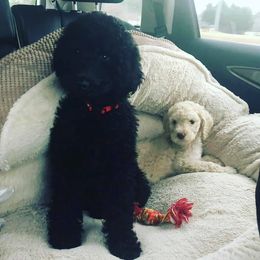 Poodles from Northen's Poodles