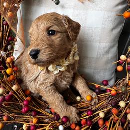 Funshine Bear - Apricot female Goldendoodle puppy in Camden, North Carolina from Oopsie Doodles of NC