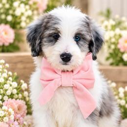 April - Grey and white female Bernedoodle puppy in Diamond Bar, California from Furrytaildoodles