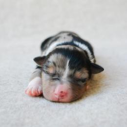 Rodeo - Blue merle female Australian Shepherd puppy in Aberdeen, North Carolina from Huckleberry Hill Aussies LLC.