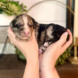 Bernedoodle Puppies from Coco Avenue Pups