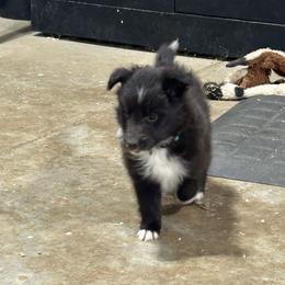 Teal - Black and white female Shetland Sheepdog puppy in Fontanelle, Iowa from Jensen Farms Shelties