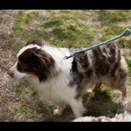 Rocky - Red merle male Miniature American Shepherd puppy in Alpharetta, Georgia from Soul Stone Kennels