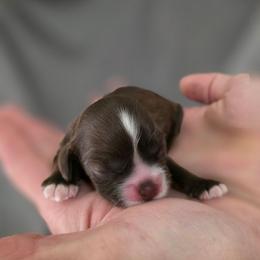 Faye - Brown female Cocker Spaniel puppy in Winston Salem, North Carolina from Cocker Cottage