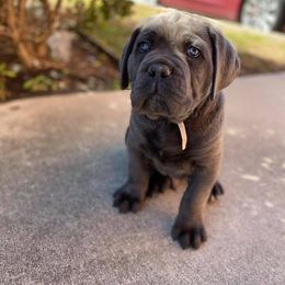 Cane Corso Puppies from Killing Joke Cane Corsos