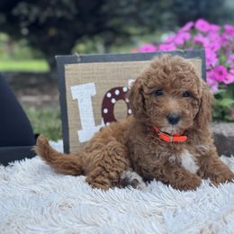 Mary - Red  female Goldendoodle puppy in Oxford, Pennsylvania from FriendlyPals