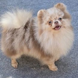 Cappi - Pomeranian