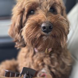 Nori - Goldendoodle