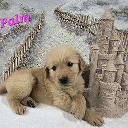 Palm - Light golden female Golden Retriever puppy in Marietta, Oklahoma from Dogs of Diamond B