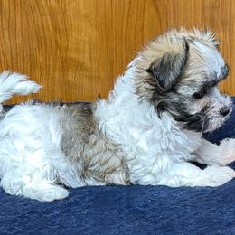 Girl 4 - Piebald female Morkie puppy in Beebe, Arkansas from Cedar Hill Kennel