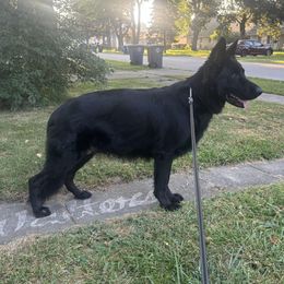 Harley - German Shepherd