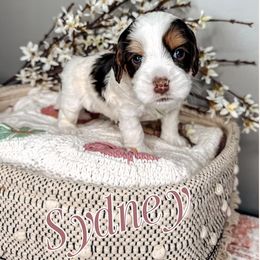 Sydney - Tri-color Australian Labradoodle puppy in Decatur, Alabama from Southern Meadows Doodles