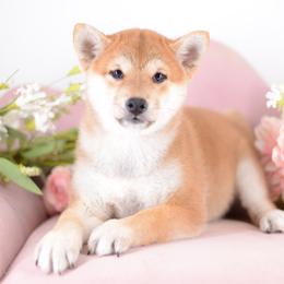 Yuzu Red Girl - Red female Shiba Inu puppy in Neosho, Missouri from Sunny Terrace Shibas