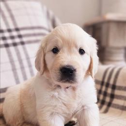 Red Collar - Light golden male Golden Retriever puppy in Coarsegold, California from Sierra Hills Retrievers