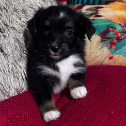 Softball - Black tri female Toy Australian Shepherd puppy in Mount Airy, North Carolina from Brickell Farms