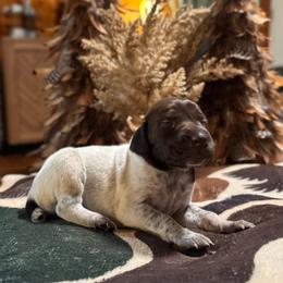 Maple - White and liver female German Shorthaired Pointer puppy in Georgia from CMC Farms