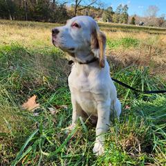 Puppy 2 purple collar - White male Llewellin Setter puppy in North Dinwiddie, Virginia from Pups Furever