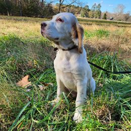 Puppy 2 purple collar - White male Llewellin Setter puppy in North Dinwiddie, Virginia from Pups Furever