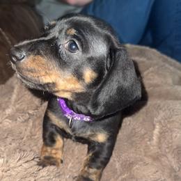 Purple girl - Black and tan female Dachshund puppy in Texarkana, Texas from G&B Dachshunds