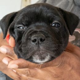 Staffordshire Bull Terrier Puppies from Ol'Wood Stafford's