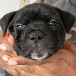 Staffordshire Bull Terrier Puppies from Ol'Wood Stafford's