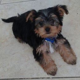 Yorkshire Terriers from Regina Jones's Yorkshire Terriers by the Sea