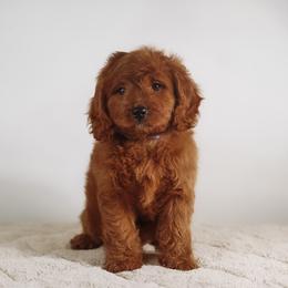 Bogart - Red male Cavapoo puppy in Caldwell, Idaho from Boise Doodle Co.