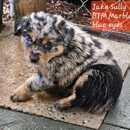 Jake Sully - Blue merle male Miniature Australian Shepherd puppy in Orrtanna, Pennsylvania from Mountain Top Shepherd's